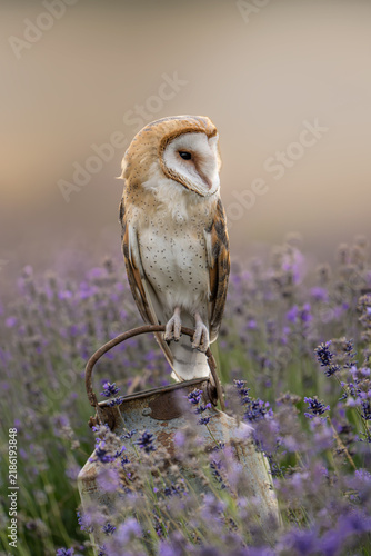 Cuadro en lienzo Beautiful barn owl Tyto alba perched on a vintage rusty milk can in a vibrant purple lavender field at dusk