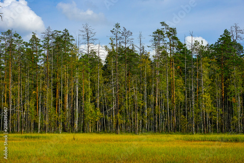 Tall Coniferous Trees in a Meadow Forest Landscape
