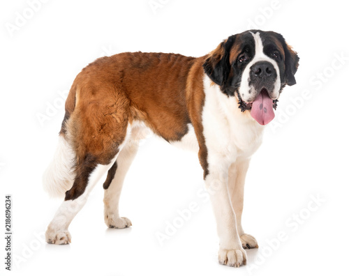 Принти на полотні saint bernard in studio