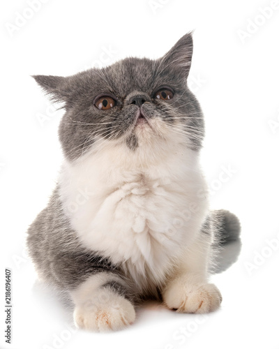 Obraz na płótnie exotic shorthair kitten