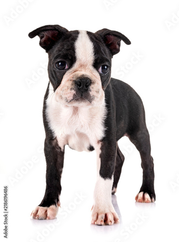 Foto puppy boston terrier