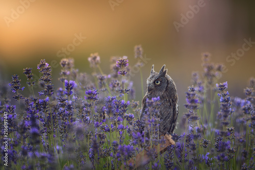 Small Eurasian scops owl Otus scops hiding in a blooming purple lavender field with soft warm background light.
