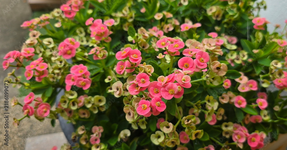 Fototapeta premium A dwarf Crown of Thorns plant (pink flowers) featuring a beautiful, dense, and floriferous habit. It has small leaves and produces abundant flowers in tight clusters, with compact floral bracts. 