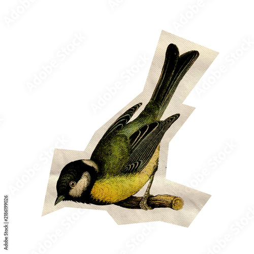 Fotografie Vintage Great Tit Bird Cutout Illustration Isolated on White Background