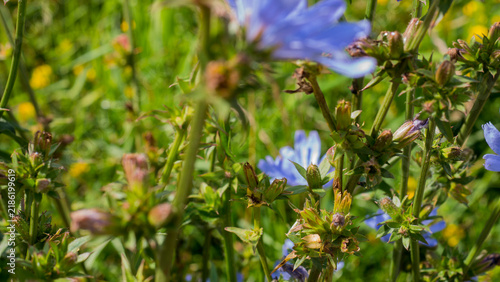 Fotografía Chicory Cichorium intybus in Flower and Bud on Wiry Roadside Stems in Summer Sun