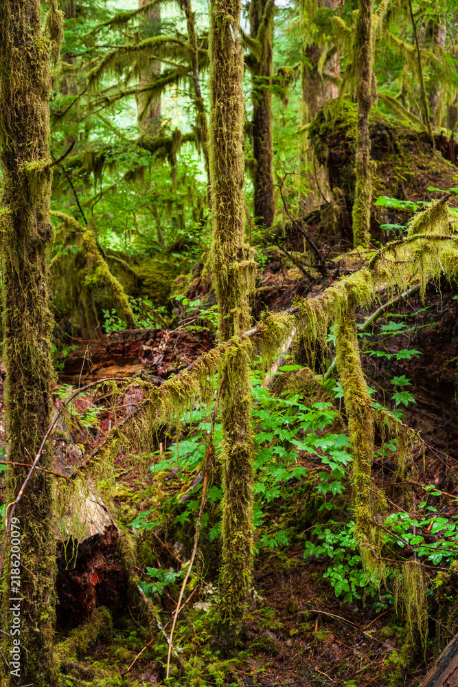 Obraz premium Beautiful vertical view of ancient mossy trees and hanging moss in a dense forest