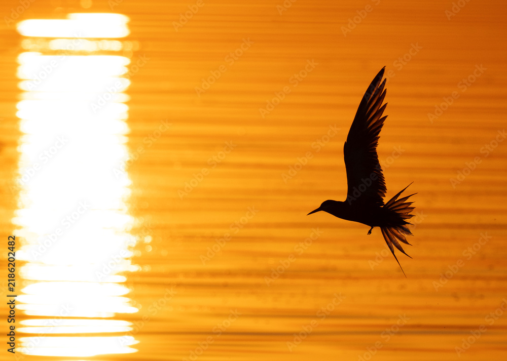 Fototapeta premium White-cheeked Tern with dramatic reflection of sun fishing at Tubli bay, Bahrain