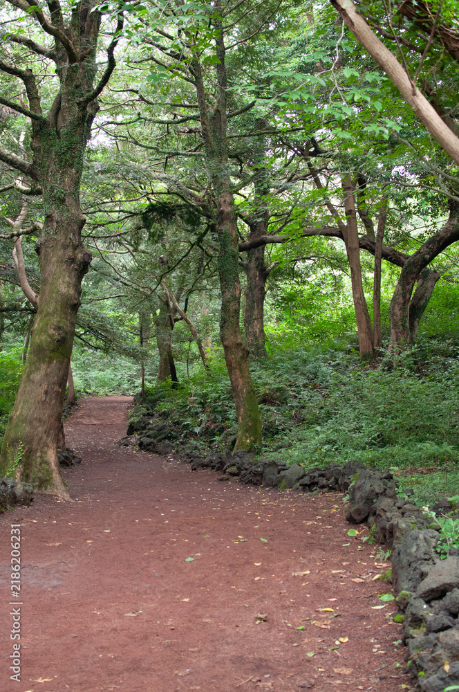 Fototapeta premium path in the forest