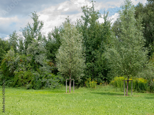 Young Willow Trees Salix alba Staked in Mown Grass at a Woodland Edge — Concept: Urban Tree Planting and Establishment, Carbon Offset and Reforestation, Green Infrastructure Management
