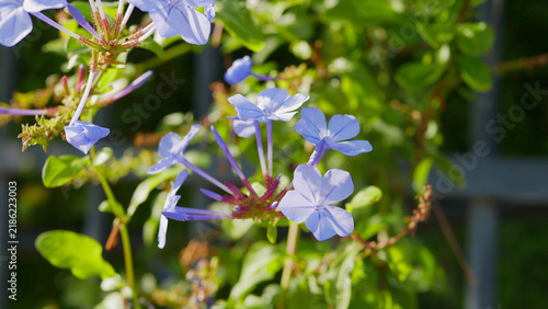 Obraz na plátne blooming plumbago plant in a garden