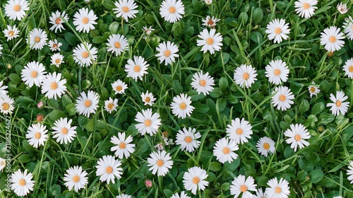 Numerous white daisy flowers bloom among green grass in a closeup overhead view.