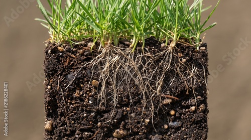 Close-up of green grass roots growing in a square block of fertile soil cross-section