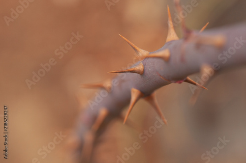 Cuadro en lienzo rose thorns on a thorns