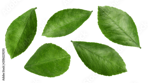 Citrus leaf, lemon, orange, grapefruit, lime, isolated