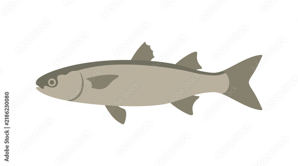 Obraz premium Mullet Fish Vector Illustration