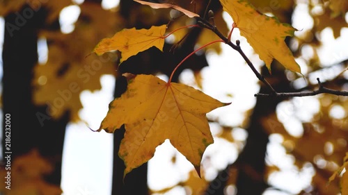 Single yellow maple leaf remaining on a tree during a cold, overcast autumn day. Melancholic autumn atmosphere, seasonal sadness, loneliness, gloomy weather, and the concept of autumn blues and