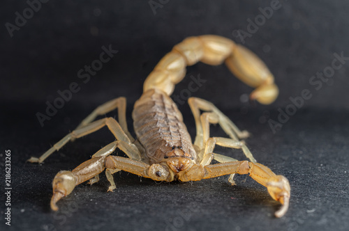 Принти на полотні Close-up of a yellow scorpion on a dark textured background