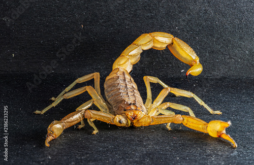 фотографія Close-up of a yellow scorpion on a dark textured background