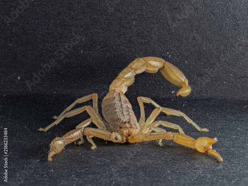 Bild auf Leinwand Close-up of a yellow scorpion on a dark textured background