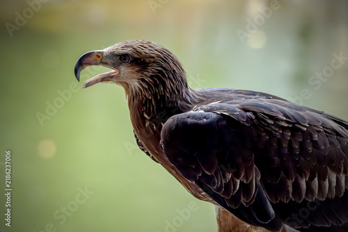 Fotografía Stunning wildlife photography of a large predatory bird looking to the side with copy space in the blurred natural background