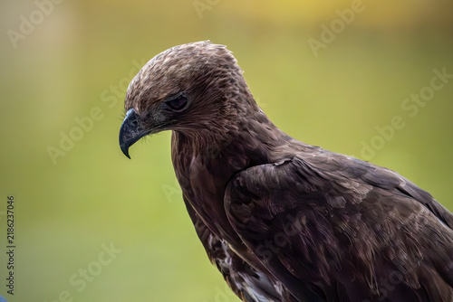 Fotografía Stunning wildlife photography of a predatory raptor resting and observing its surroundings, isolated on a blurred natural background