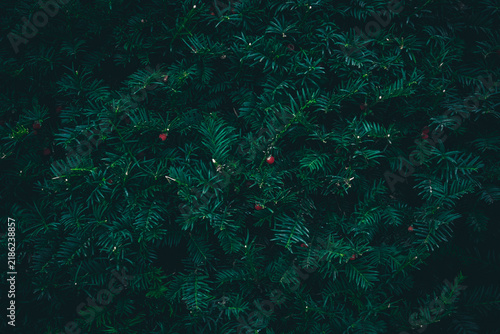 Foto A close up of dark green Yew tree branches texture