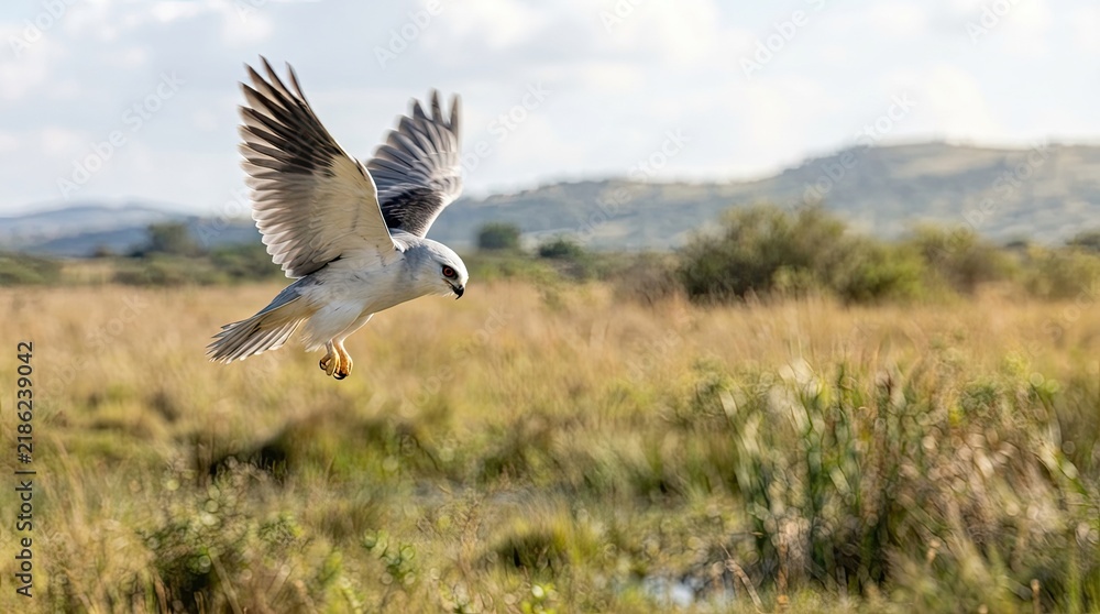 Fototapeta premium black backed vulture