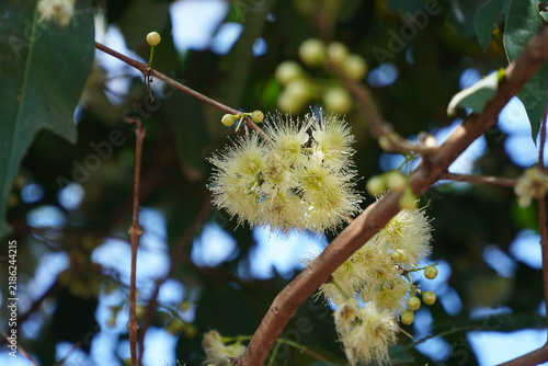 Close-up of white rose apple flower blossom blooming on tree branch with small buds, representing botany growth, tropical fruit blossom, nature beauty, and spring season. (Syzygium samarangense).