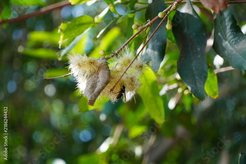 Close-up of a bee pollinating white rose apple flower blossom on tree branch, representing insect pollination, biodiversity, botany, and tropical nature beauty.