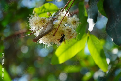 Close-up of a bee pollinating white rose apple flower blossom on tree branch, representing insect pollination, biodiversity, botany, and tropical nature beauty.