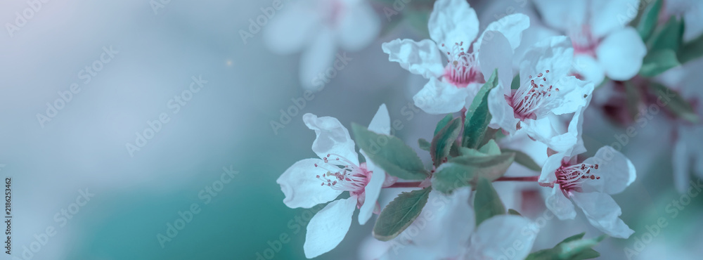 Obraz premium Beautiful floral spring abstract background of nature.