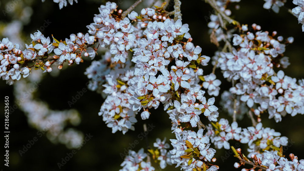 Obraz premium Spring flowering tree, shallow depth of field. Beautiful floral spring abstract background of nature. For easter and spring greeting cards.