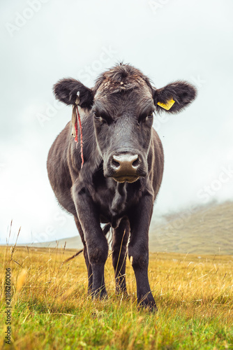 Foto Young black calf stands in golden grass field