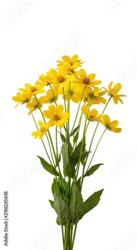 Vibrant yellow flowers with delicate petals and green stems are arranged beautifully against a clean, solid white isolated background, clipart, stem, flora