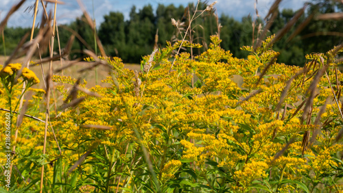Dense Goldenrod Solidago Stand in Full Flower with Dry Grasses in a Late Summer Meadow — Concept: Invasive Plant Dominance and Land Abandonment, Late Season Nectar Source, Golden Summer Countryside