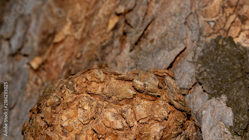 Detailed close-up of rough tree bark with moss and lichen, ideal organic back...