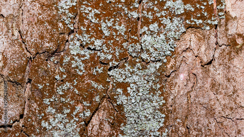 Macro photo of weathered tree bark covered in pale green lichen, showcasing n...