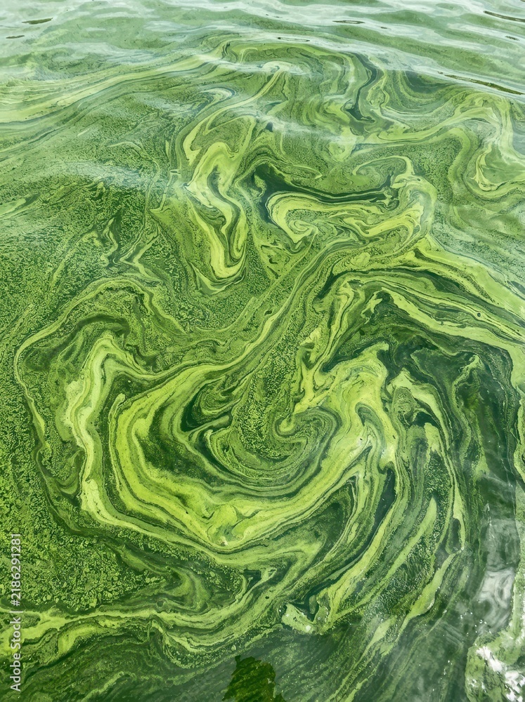 Obraz premium Abstract Green Algal Bloom Swirling on Water Surface, Harmful Cyanobacteria Growth in Lake or Pond