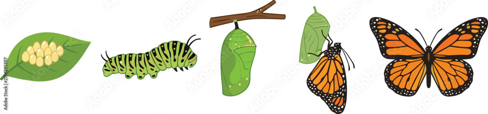 Fototapeta premium Monarch Butterfly Life Cycle Vector Diagram Showing Metamorphosis Stages From Eggs on Leaf Caterpillar Chrysalis and Emerging to Full Adult Insect Illustration