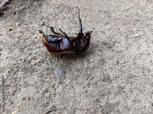 Quadro su tela Oryctes rhinoceros, dead coconut rhinoceros beetle upside down on the ground, hi