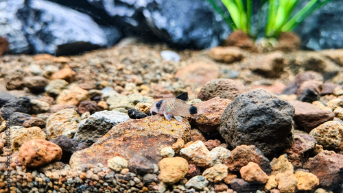 Fotografía Panda corydoras macro on natural rock in freshwater aquarium