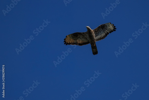 Cuadro en lienzo A European honey buzzard (Pernis apivorus) in flight, spreading its wings against a clear blue sky background on a sunny autumn day