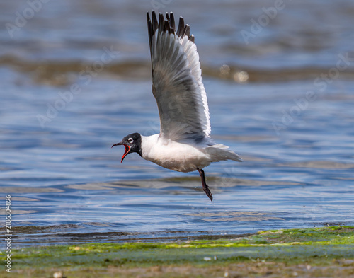 фотографія A Franklin's Gull excitedly calling out, revealing its colorful red mouth while sensing a threat to its territory during the breeding season