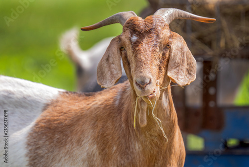 Принти на полотні The Simple Goat