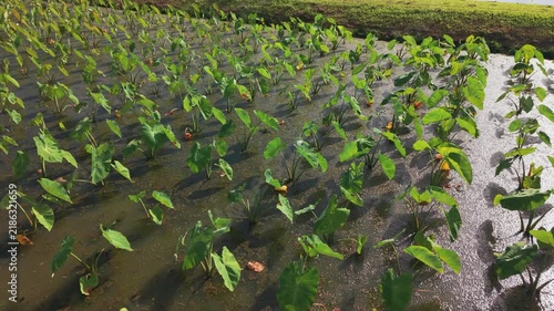 Aerial view of Taro cultivation in flooded fields, Princevlle, Kauai