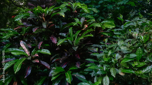 Obraz na plátně Lush tropical croton plant foliage with vibrant dark leaves for natural backgrou