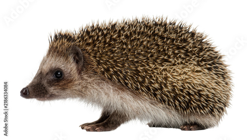 Fotografie Small hedgehog with spiky brown fur, isolated on transparent background