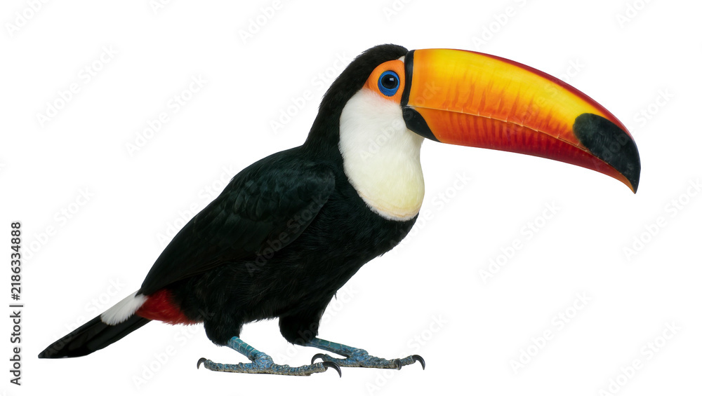 Obraz premium Large toucan bird with vibrant orange beak, isolated on transparent background