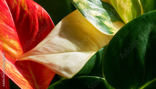 Green and White Leaves, Botanical Foliage Composition on Clean Background