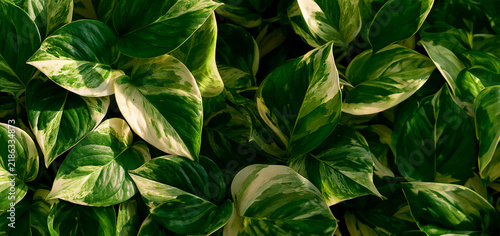 Green and White Leaves, Botanical Composition on black Background